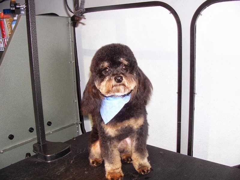 A freshly groomed black-and-tan cockapoo in a blue bandana on the grooming table inside the mobile salon