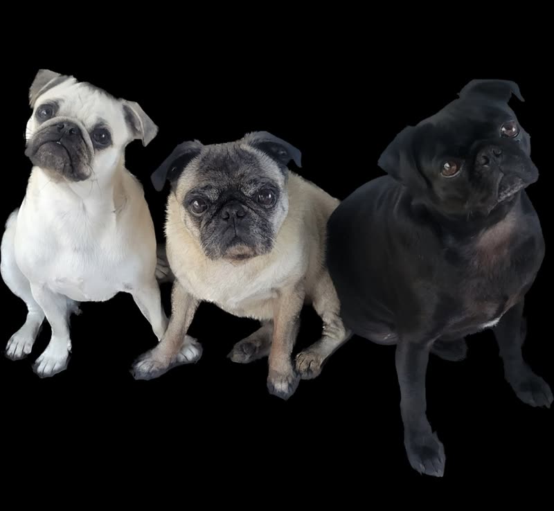 Three pugs, two fawn and one black, sitting in a row against a plain black background