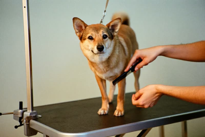 A dog standing on a grooming table being combed through