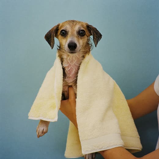 A freshly bathed dog wrapped in a soft towel