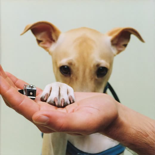 A dog's paw held in a hand beside a pair of nail clippers